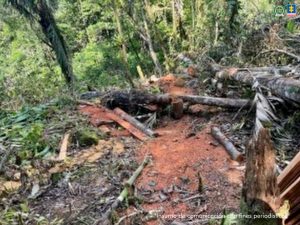 se ve un bosque talado, afectación en flora y fauna