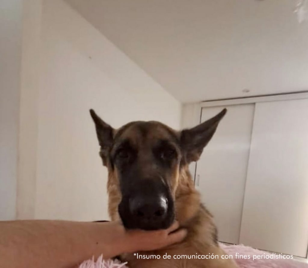 En la imagen un perro pastor alemán.