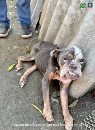 fotografia de un perro al parecer de raza buldog en grave estado de desnutricion