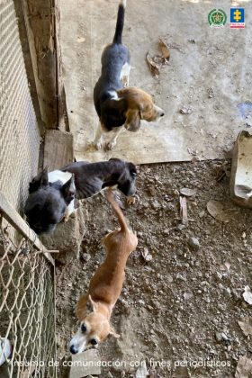 fotografia de tres perros en pesimas condiciones de salud