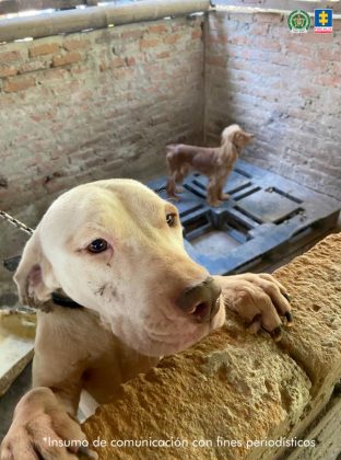 fotografia de dos perros en una especie de corral, uno de raza putbull y el otro criollo