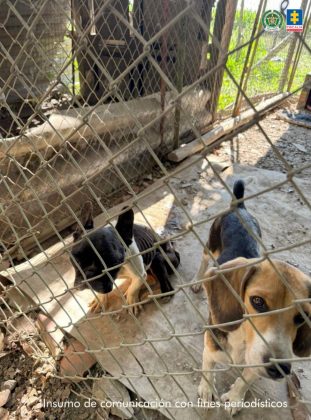 fotografia de dos perros, al parecer un de raza bulldog frances y otro de raza beagle, detras de una maya y en estado de desnutricion