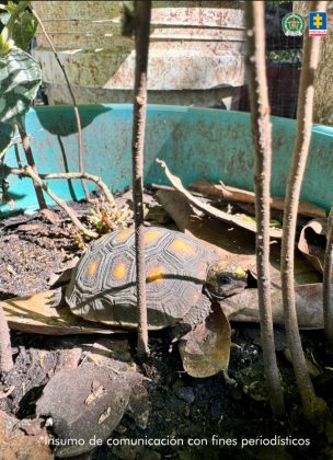 fotografia de tortuga icotea