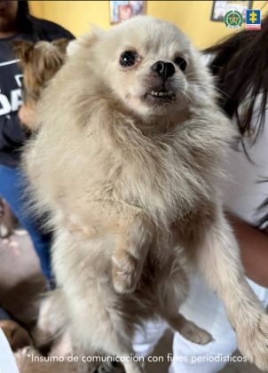 fotografia de un perro blanco