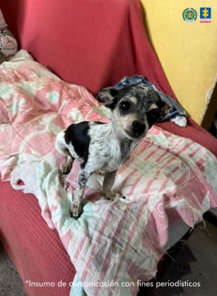fotografia de un perro criollo sobre una manta