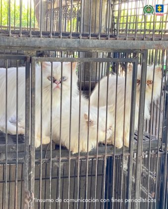 En la imagen se aprecia a varios gatos enjaulados y de color blanco.