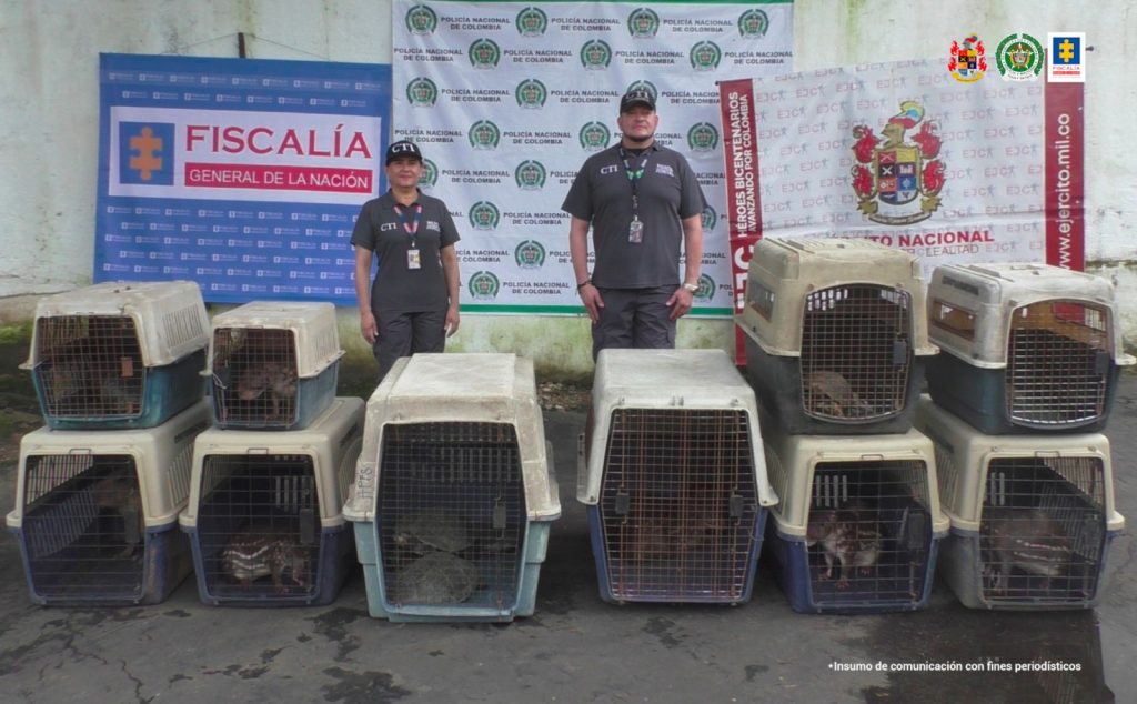 en la imagen se ven dos uniformados del CTI y al frente suyo varias jaulas de animales. Detrás suyo backings de la Fiscalía, Policía y Ejército.