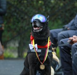 Ceremonia de jubilación de caninos