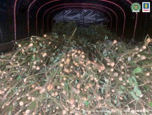 En la imagen se ven varias matas de semilla de coca bajo la carpa de un camión de estacas.
