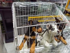 En fotografía se observan tres cachorros que se encuentran en una jaula.