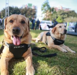 Ceremonia de jubilación de caninos
